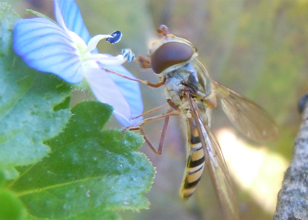 Episyrphus balteatus